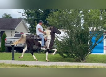 Spotted Saddle Horse, Ogier, 2 lat, 152 cm, Tobiano wszelkich maści