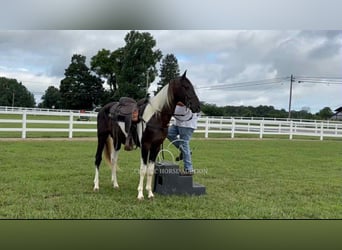 Spotted Saddle Horse, Ogier, 2 lat, 152 cm, Tobiano wszelkich maści