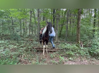 Spotted Saddle Horse, Ogier, 2 lat, 152 cm, Tobiano wszelkich maści