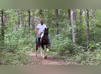 Spotted Saddle Horse, Ogier, 2 lat, 152 cm, Tobiano wszelkich maści