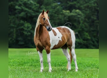 Spotted Saddle Horse, Ruin, 10 Jaar, 152 cm, Roodvos