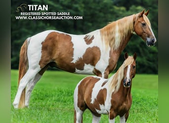 Spotted Saddle Horse, Ruin, 10 Jaar, 152 cm, Roodvos