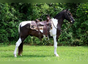 Spotted Saddle Horse, Ruin, 10 Jaar, 152 cm, Tobiano-alle-kleuren