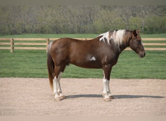 Spotted Saddle Horse, Ruin, 12 Jaar, 152 cm, Gevlekt-paard