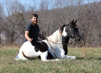 Spotted Saddle Horse, Ruin, 12 Jaar, 152 cm, Tobiano-alle-kleuren