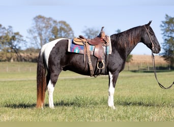 Spotted Saddle Horse, Ruin, 12 Jaar, 152 cm, Tobiano-alle-kleuren