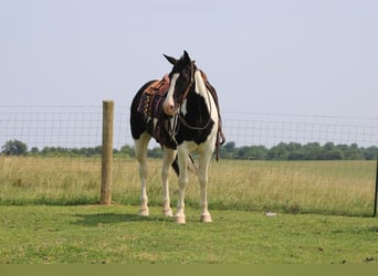 Spotted Saddle Horse, Ruin, 12 Jaar