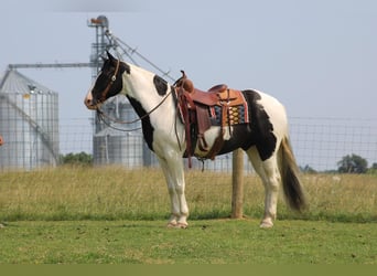 Spotted Saddle Horse, Ruin, 12 Jaar