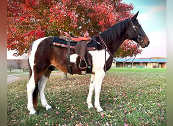 Spotted Saddle Horse Mix, Ruin, 13 Jaar, 165 cm, Gevlekt-paard