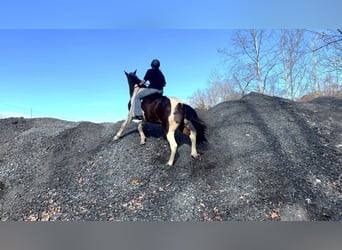 Spotted Saddle Horse Mix, Ruin, 13 Jaar, 165 cm, Gevlekt-paard