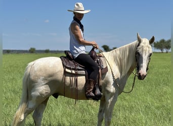 Spotted Saddle Horse, Ruin, 16 Jaar, 152 cm, Gevlekt-paard