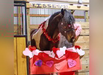 Spotted Saddle Horse, Ruin, 6 Jaar, 173 cm, Tobiano-alle-kleuren