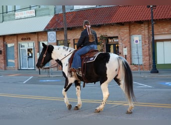 Spotted Saddle Horse, Ruin, 8 Jaar, 147 cm, Gevlekt-paard