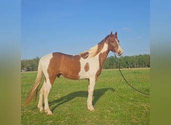 Spotted Saddle Horse Mix, Ruin, 8 Jaar, 152 cm, Gevlekt-paard