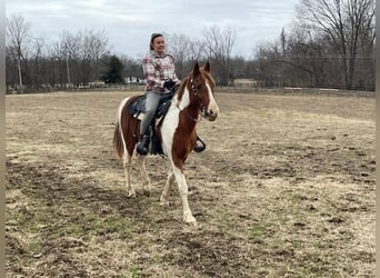 Spotted Saddle Horse Mix, Ruin, 8 Jaar, 152 cm, Gevlekt-paard