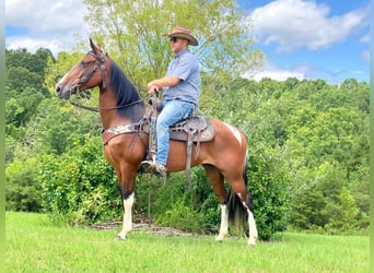 Spotted Saddle Horse, Ruin, 9 Jaar, 152 cm, Roodbruin