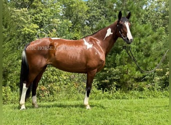 Spotted Saddle Horse, Ruin, 9 Jaar, 152 cm, Roodbruin
