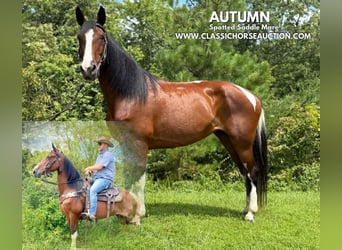 Spotted Saddle Horse, Ruin, 9 Jaar, 152 cm, Roodbruin