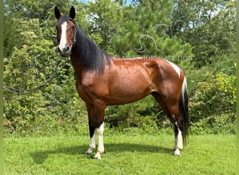 Spotted Saddle Horse, Ruin, 9 Jaar, 152 cm, Roodbruin