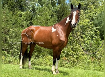 Spotted Saddle Horse, Ruin, 9 Jaar, 152 cm, Roodbruin