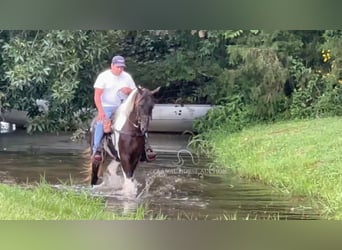Spotted Saddle Horse, Stallion, 2 years, 15 hh, Tobiano-all-colors