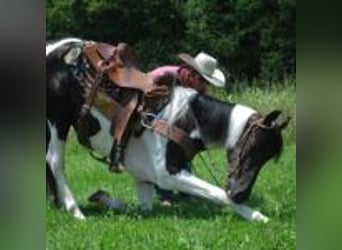 Spotted Saddle Horse, Stallion, 9 years, 15 hh, Tobiano-all-colors