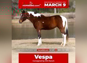 Spotted Saddle Horse, Stute, 12 Jahre, 157 cm, Schecke