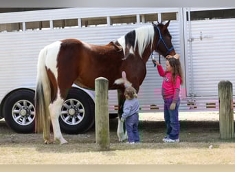 Spotted Saddle Horse, Stute, 12 Jahre, 157 cm, Schecke