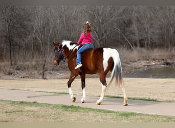 Spotted Saddle Horse, Stute, 12 Jahre, 157 cm, Schecke