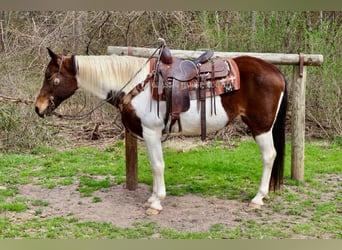 Spotted Saddle Horse, Stute, 13 Jahre, 152 cm, Tobiano-alle-Farben