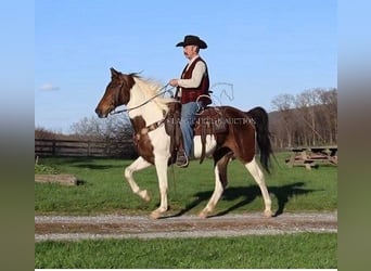 Spotted Saddle Horse, Stute, 13 Jahre, 152 cm, Tobiano-alle-Farben