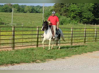 Spotted Saddle Horse, Stute, 14 Jahre, 150 cm, Tobiano-alle-Farben