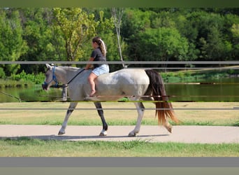Spotted Saddle Horse, Stute, 14 Jahre, Buckskin