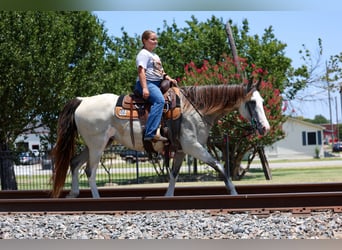 Spotted Saddle Horse, Stute, 14 Jahre, Buckskin