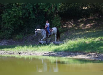 Spotted Saddle Horse, Stute, 14 Jahre, Schecke