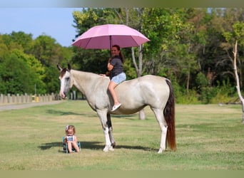 Spotted Saddle Horse, Stute, 16 Jahre, Tobiano-alle-Farben