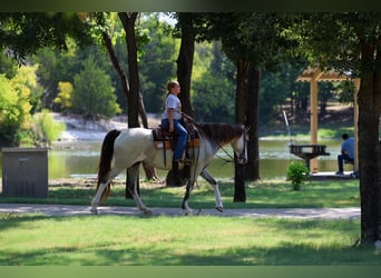 Spotted Saddle Horse, Stute, 16 Jahre, Tobiano-alle-Farben