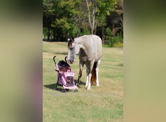 Spotted Saddle Horse, Stute, 16 Jahre, Tobiano-alle-Farben