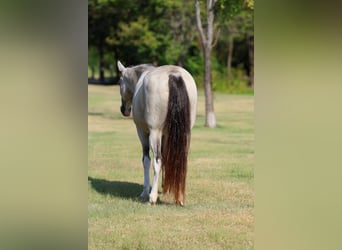 Spotted Saddle Horse, Stute, 16 Jahre, Tobiano-alle-Farben