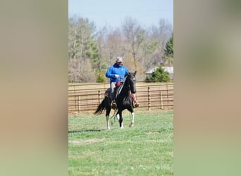 Spotted Saddle Horse, Stute, 3 Jahre, 142 cm, Schecke