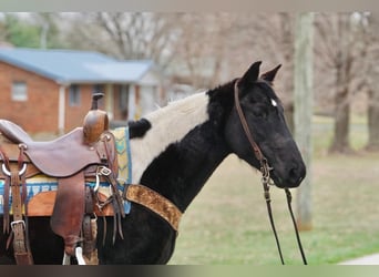 Spotted Saddle Horse, Stute, 3 Jahre, 142 cm, Schecke