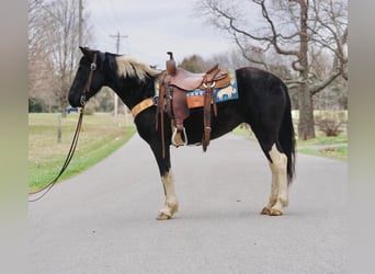 Spotted Saddle Horse, Stute, 3 Jahre, 142 cm, Schecke