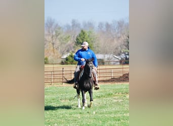 Spotted Saddle Horse, Stute, 3 Jahre, 142 cm, Schecke