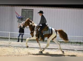 Spotted Saddle Horse, Stute, 3 Jahre, 152 cm, Rotfuchs