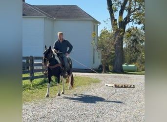 Spotted Saddle Horse, Stute, 4 Jahre, 155 cm, Schecke
