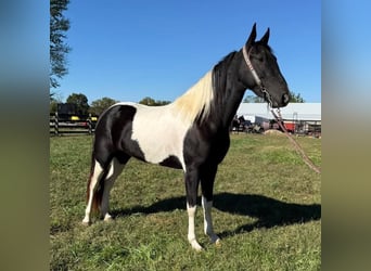 Spotted Saddle Horse, Stute, 5 Jahre, 155 cm, Schecke
