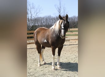 Spotted Saddle Horse, Wałach, 12 lat, 152 cm, Srokata