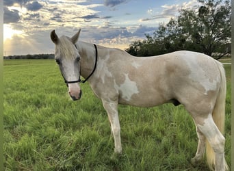 Spotted Saddle Horse, Wałach, 16 lat, 152 cm, Srokata