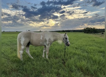 Spotted Saddle Horse, Wałach, 16 lat, 152 cm, Srokata