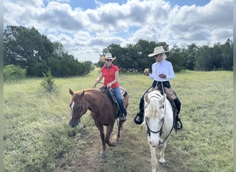 Spotted Saddle Horse, Wałach, 16 lat, 152 cm, Srokata